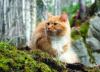 В канадских лесах спасли выброшенную хозяевами кошку с котятами