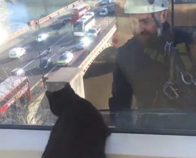 Кошка подружилась с мойщиком окон в Лондоне