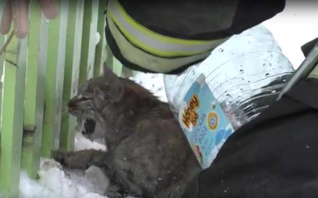 В Орле пожарные спасли из горящего дома кота и оказали ему первую помощь