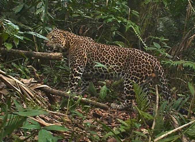 Четыре редчайших яванских леопарда попали на камеру фотоловушки