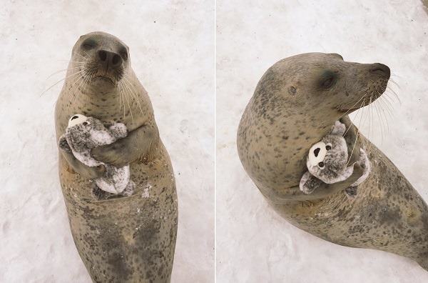 Тюлень с игрушечным тюленем очаровал пользователей интернета