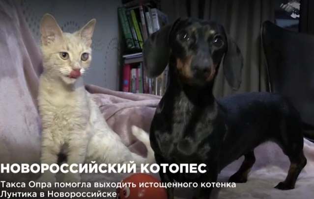 В Новороссийске такса заменила мать подобранному с улицы котенку