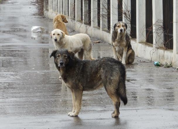 В Нью-Йорке бездомные собаки задержали грабителя