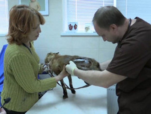 В Краснодаре зоозащитница спасла лисенка с притравочной станции