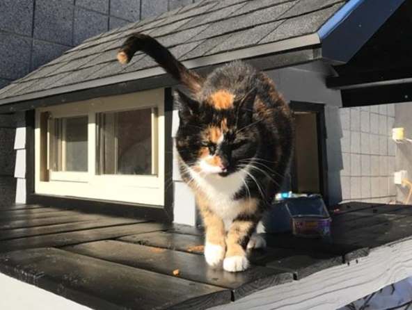 Полицейские Бостона взяли под опеку кошку и построили ей домик