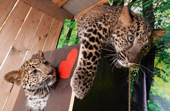 В частный приморский зоопарк привезли двух гибридных детенышей леопарда