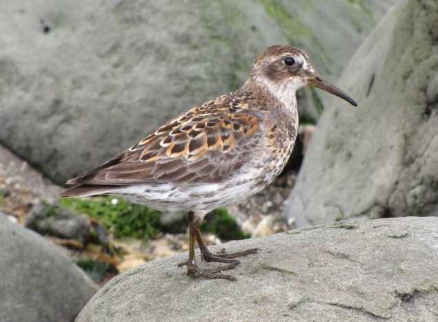 На побережье Охотского моря нашли новые места гнездовий редких птиц