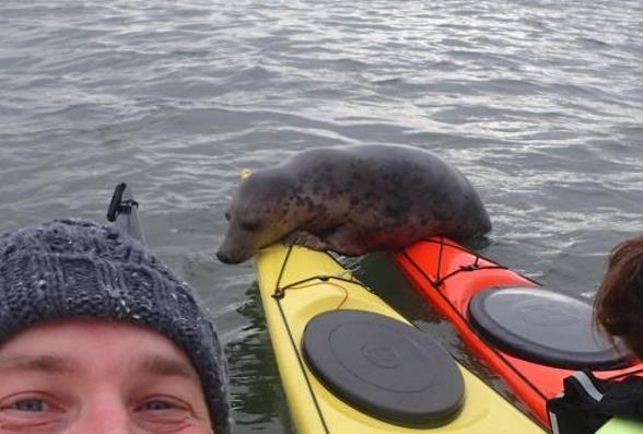 Тюлень прокатился на байдарках в Шотландии