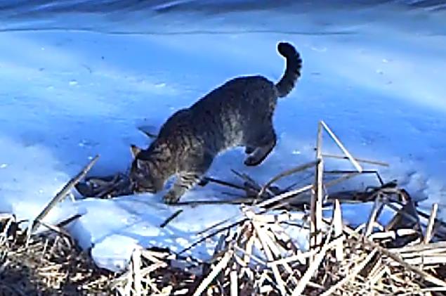 В Астраханском заповеднике впервые за долгое время засняли дикого кота