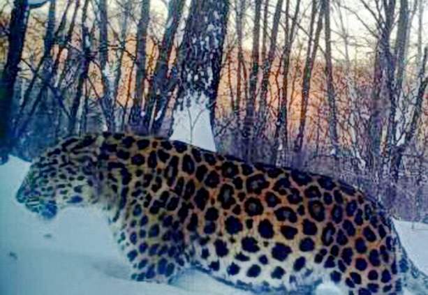 Упитанный самец дальневосточного леопарда поразил специалистов из Китая и России
