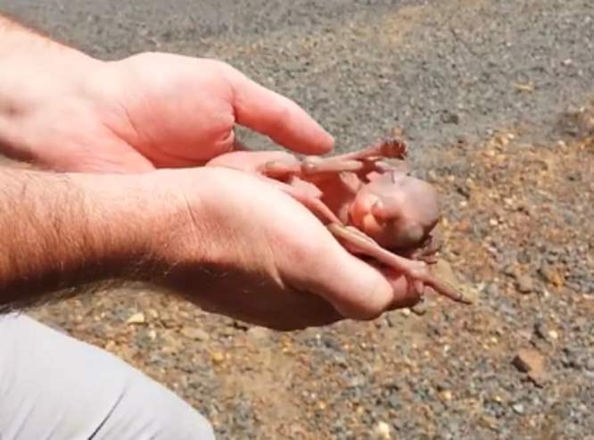 В Австралии cпасли кенгурёнка из сумки матери, насмерть сбитой машиной
