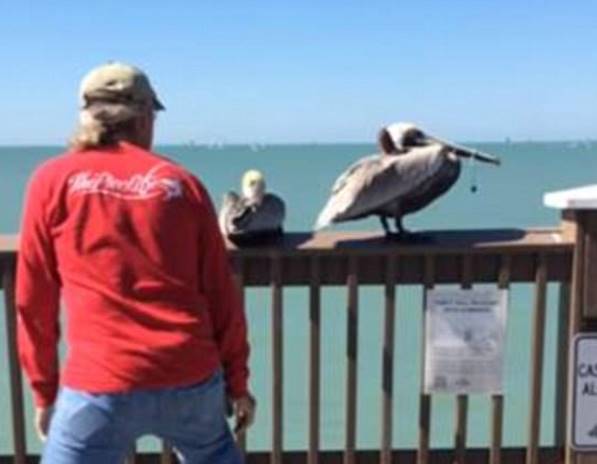 В США пеликана освободили от рыболовной лески, в которой он запутался