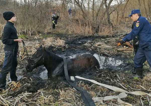 В Подмосковье спасли лошадь, застрявшую в болоте