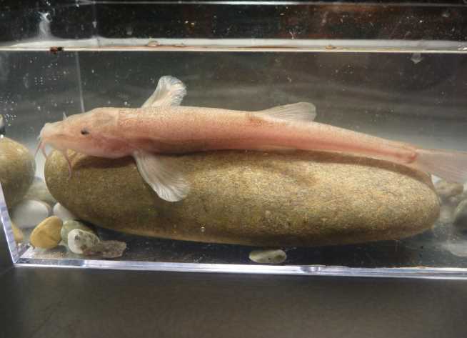В германском озере обнаружили уникальных пещерных рыб