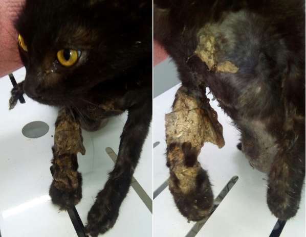 Жители Ростова собрали деньги на лечение кошки, пострадавшей от живодеров