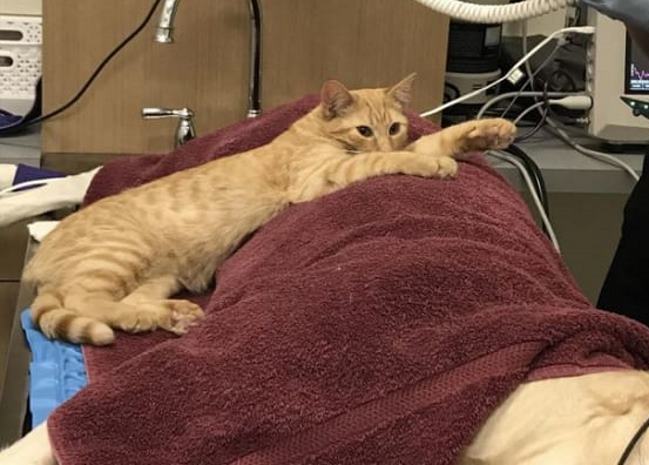 В Колорадо кот помогает пациентам ветклиники справиться со стрессом