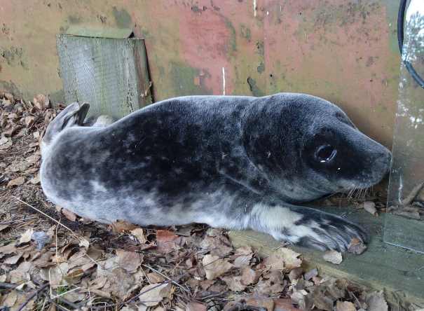 Петербургский Центр изучения и сохранения морских млекопитающих принял первого в сезоне тюлененка