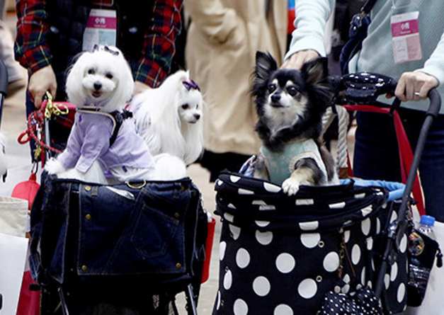 Большая выставка товаров и услуг для животных в Токио (19 фото)
