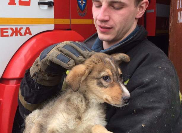 В Карелии пожарные вытащили щенка из колодца и взяли к себе в депо