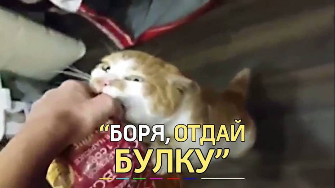 Петербургский приют ищет хозяев для кота, который любит булки