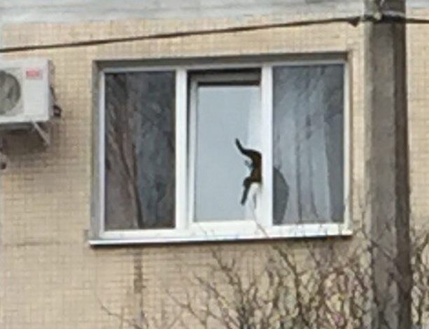 В Петербурге пожарные спасли кота, застрявшего в окне многоэтажки