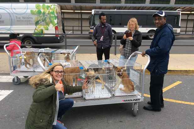 Девушки вывозят бездомных собак из России в США и находят им хозяев