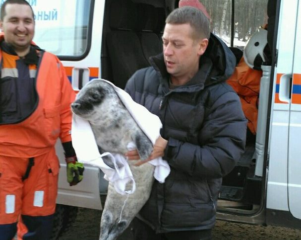 В Финском заливе из рыболовных сетей освободили тюленёнка