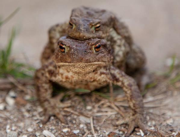 В Перми экологи прорыли под забором лазы для серых жаб