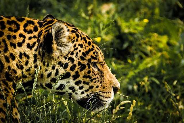 В Бразилии впервые за 16 лет фотоловушки засняли самку ягуара с детенышами