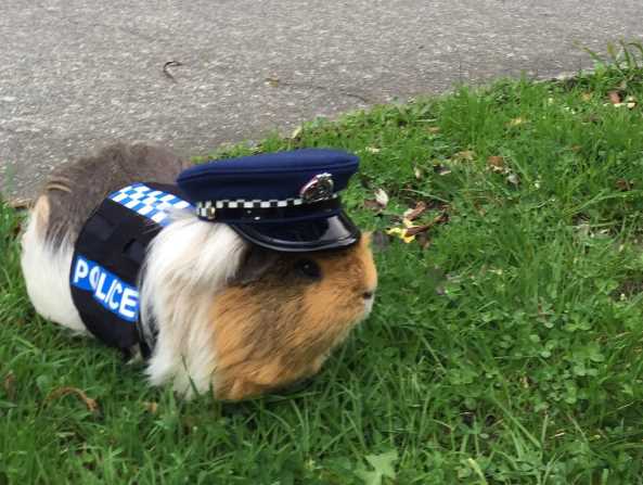 В Новой Зеландии морская свинка в форме полицейского напомнила о внимании на дорогах