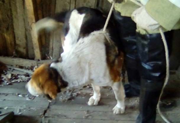 В Димитровграде спасли пса, который провалился в погреб и не мог выбраться два дня