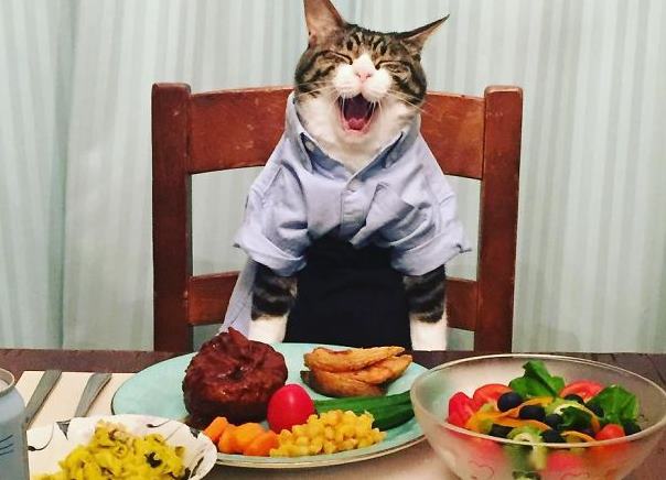 Японка каждый день ужинает с кошкой, наряженной в разные костюмы
