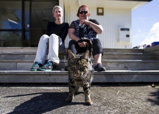В Новой Зеландии хитрый кот жил на два дома