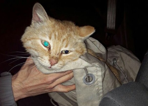 Житель Екатеринбурга снял со столба кота, который сидел там три дня