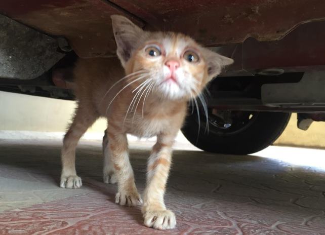 Маленький рыжий котенок был найден под автомобилем и принят в семью