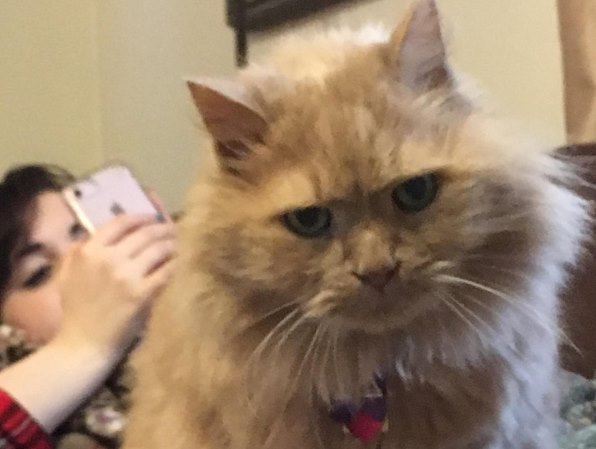 Девушка забрала из приюта 16-летнего кота, которого никто не хотел брать