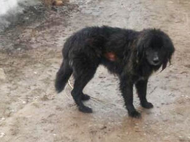 В Киргизии собака выжила после 44 дней под снежной лавиной