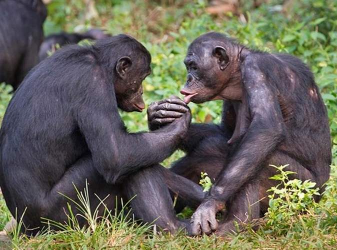 Карликовые шимпанзе бонобо оказались очень похожи на общего предка шимпанзе и людей