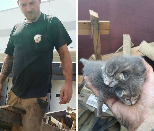 В США мужчина семь часов копался в мусорке, чтобы спасти выброшенных туда котят