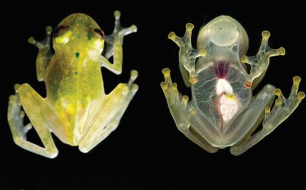 Новый вид прозрачных лягушек открыли в Эквадоре