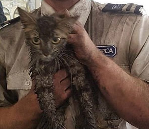 В Великобритании спасли застрявшего в дымоходе кота