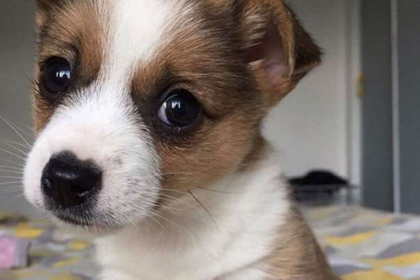 В Великобритании спасли маленького щенка, которого оставили в закрытой коробке у обочины дороги