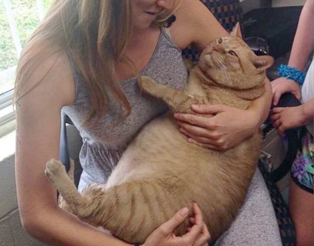 В США страдающий ожирением 15-килограммовый кот нашел новую семью, где его посадят на диету