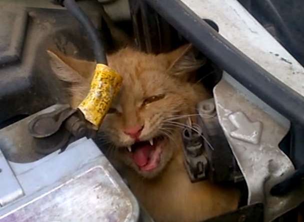 В Ярославле спасли кота, который почти весь день проехал под капотом автомобиля