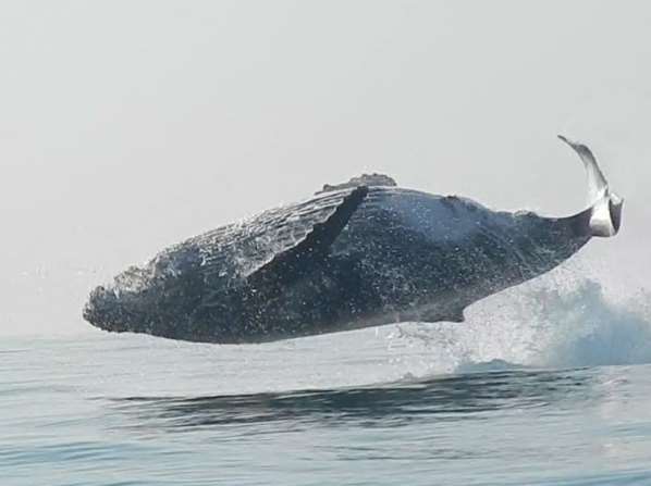 Редкое видео: Огромный горбатый кит целиком выскочил из воды