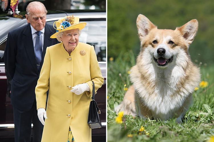 У британской королевы появилась новая собака породы корги
