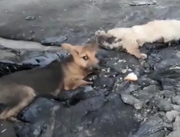 В Ноябрьске спасли щенков, попавших в гудронную ловушку