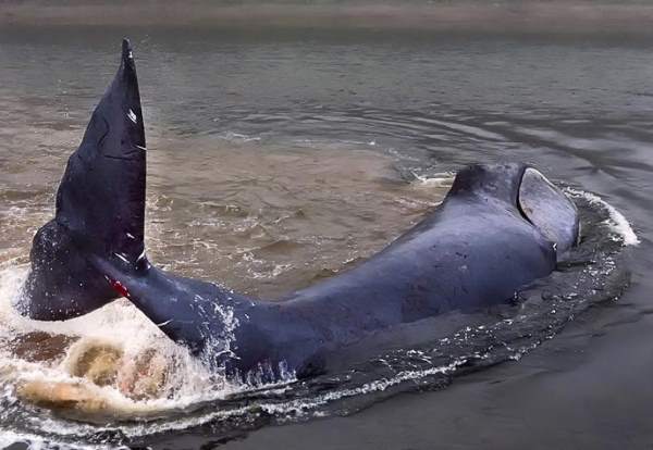 В Хабаровском крае спасли гренландского кита, застрявшего на мелководье