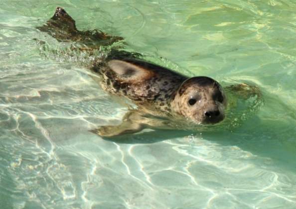 Калининградский зоопарк впервые выпустит в природу тюленей, родившихся в зоопарке