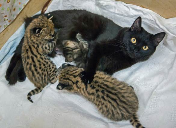 В Новосибирском зоопарке две кошки выкормили котят сервала, каракала и дальневосточного лесного кота